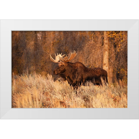 Bull moose in autumn-Grand Teton National Park-Wyoming White Modern Wood Framed Art Print by Jones, Adam