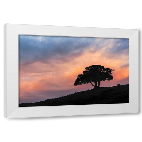 Single tree silhouetted at sunrise-Yellowstone National Park-Wyoming White Modern Wood Framed Art Print by Jones, Adam