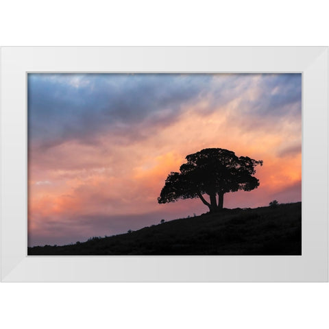 Single tree silhouetted at sunrise-Yellowstone National Park-Wyoming White Modern Wood Framed Art Print by Jones, Adam