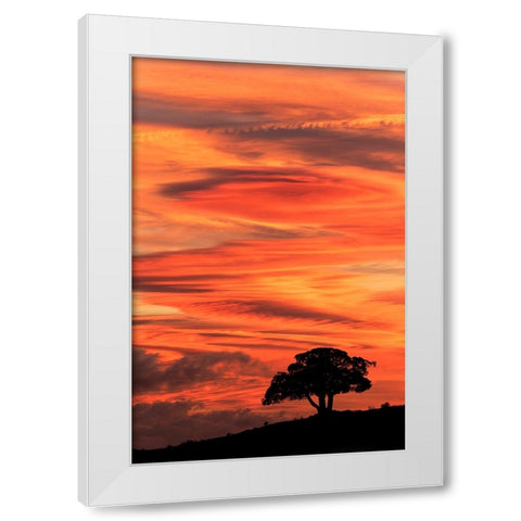 Single tree silhouetted at sunrise-Yellowstone National Park-Wyoming White Modern Wood Framed Art Print by Jones, Adam