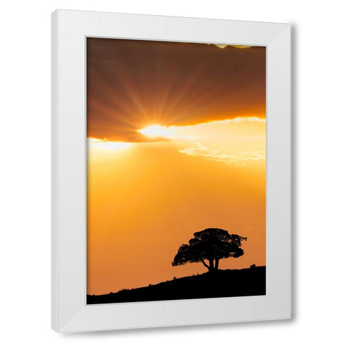 Single tree silhouetted at sunrise-Yellowstone National Park-Wyoming White Modern Wood Framed Art Print by Jones, Adam