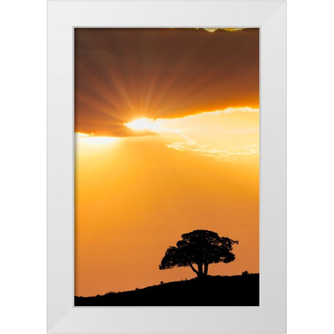 Single tree silhouetted at sunrise-Yellowstone National Park-Wyoming White Modern Wood Framed Art Print by Jones, Adam