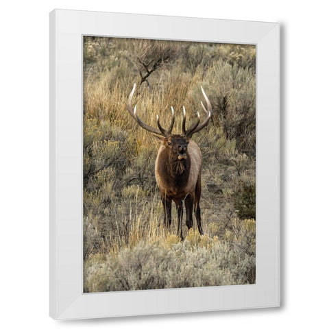 Bull elk bugling or wapiti-Yellowstone National Park-Wyoming White Modern Wood Framed Art Print by Jones, Adam