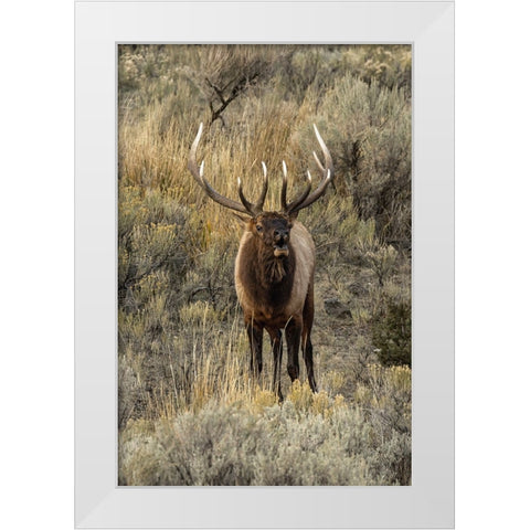 Bull elk bugling or wapiti-Yellowstone National Park-Wyoming White Modern Wood Framed Art Print by Jones, Adam
