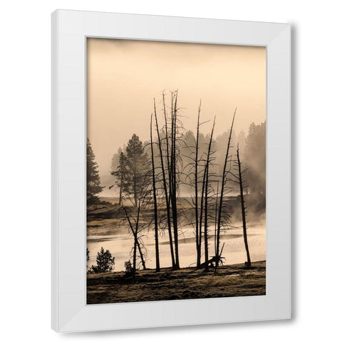 Dead trees near geothermal feature-Yellowstone National Park-Wyoming White Modern Wood Framed Art Print by Jones, Adam