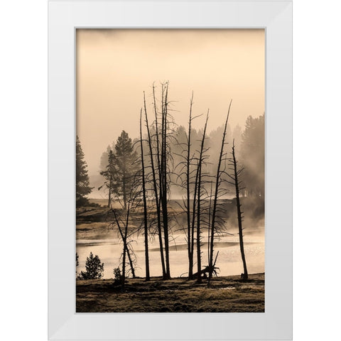 Dead trees near geothermal feature-Yellowstone National Park-Wyoming White Modern Wood Framed Art Print by Jones, Adam