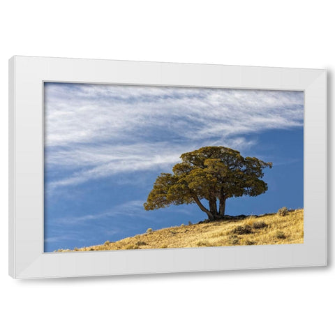 Single cedar tree on ridge top-Yellowstone National Park-Wyoming White Modern Wood Framed Art Print by Jones, Adam