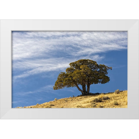Single cedar tree on ridge top-Yellowstone National Park-Wyoming White Modern Wood Framed Art Print by Jones, Adam