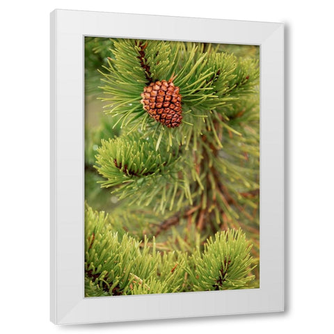 Lodgepole pine and pinecone-Yellowstone National Park-Wyoming White Modern Wood Framed Art Print by Jones, Adam