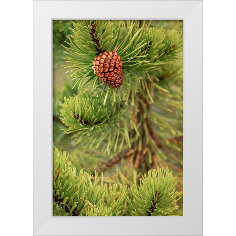 Lodgepole pine and pinecone-Yellowstone National Park-Wyoming White Modern Wood Framed Art Print by Jones, Adam