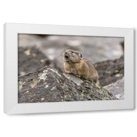 Pika-Ochotona princeps-Yellowstone National Park-Wyoming White Modern Wood Framed Art Print by Jones, Adam