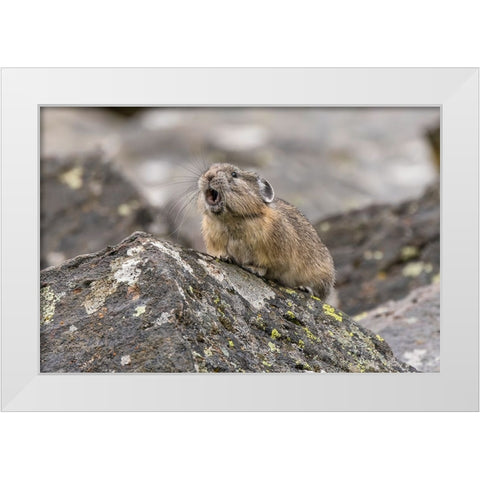 Pika-Ochotona princeps-Yellowstone National Park-Wyoming White Modern Wood Framed Art Print by Jones, Adam