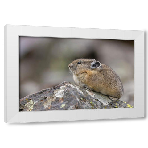 Pika-Ochotona princeps-Yellowstone National Park-Wyoming White Modern Wood Framed Art Print by Jones, Adam