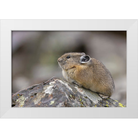 Pika-Ochotona princeps-Yellowstone National Park-Wyoming White Modern Wood Framed Art Print by Jones, Adam