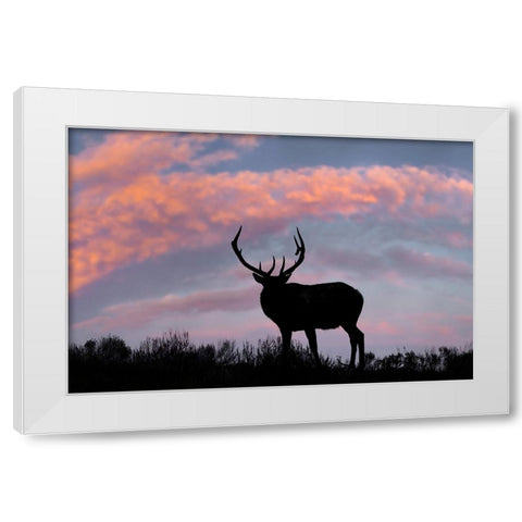 Bull elk or wapiti silhouetted on ridge top-Yellowstone National Park-Wyoming White Modern Wood Framed Art Print by Jones, Adam