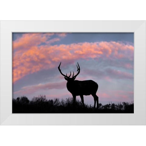 Bull elk or wapiti silhouetted on ridge top-Yellowstone National Park-Wyoming White Modern Wood Framed Art Print by Jones, Adam