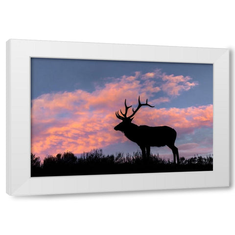 Bull elk or wapiti silhouetted on ridge top-Yellowstone National Park-Wyoming White Modern Wood Framed Art Print by Jones, Adam