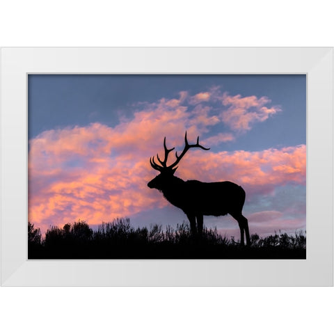 Bull elk or wapiti silhouetted on ridge top-Yellowstone National Park-Wyoming White Modern Wood Framed Art Print by Jones, Adam