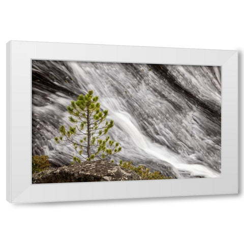 Small pine tree and Gibbon Falls-Yellowstone National Park-Wyoming White Modern Wood Framed Art Print by Jones, Adam