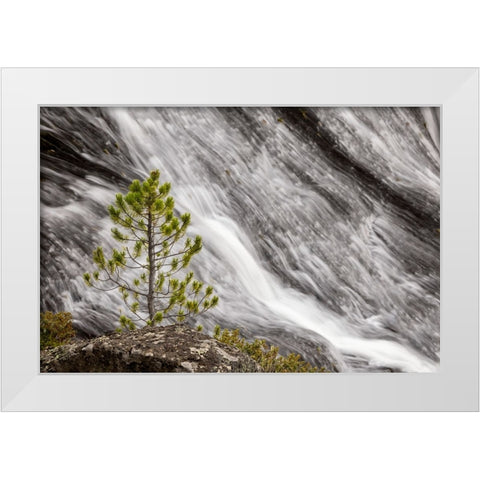 Small pine tree and Gibbon Falls-Yellowstone National Park-Wyoming White Modern Wood Framed Art Print by Jones, Adam