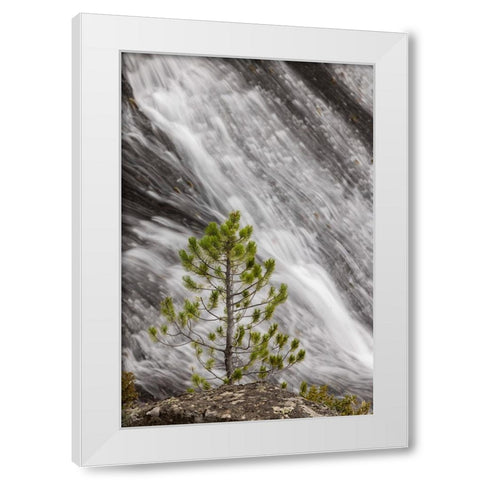 Small pine tree and Gibbon Falls-Yellowstone National Park-Wyoming White Modern Wood Framed Art Print by Jones, Adam