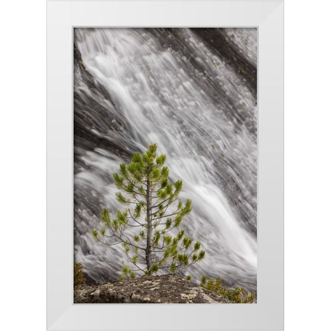 Small pine tree and Gibbon Falls-Yellowstone National Park-Wyoming White Modern Wood Framed Art Print by Jones, Adam