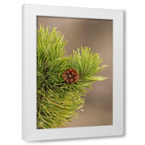 Lodgepole pine and pinecone-Yellowstone National Park-Wyoming White Modern Wood Framed Art Print by Jones, Adam