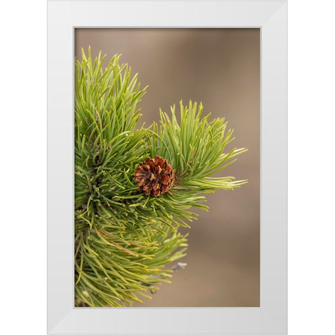 Lodgepole pine and pinecone-Yellowstone National Park-Wyoming White Modern Wood Framed Art Print by Jones, Adam