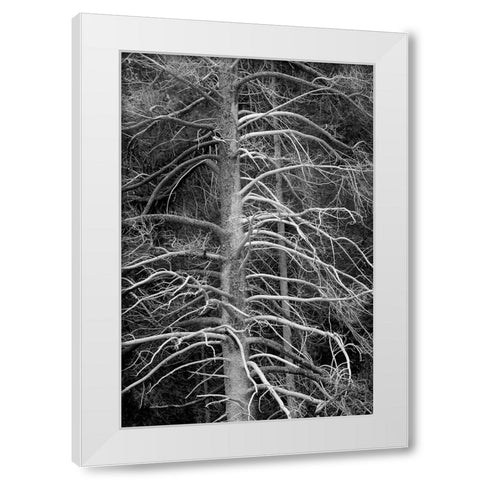 Silicified (calcified) tree-Upper Geyser Basin-Yellowstone National Park-Wyoming White Modern Wood Framed Art Print by Jones, Adam