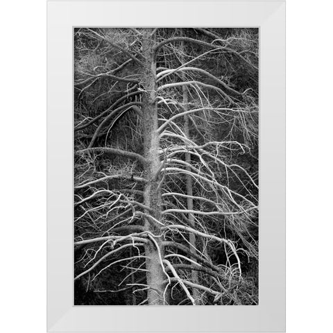 Silicified (calcified) tree-Upper Geyser Basin-Yellowstone National Park-Wyoming White Modern Wood Framed Art Print by Jones, Adam