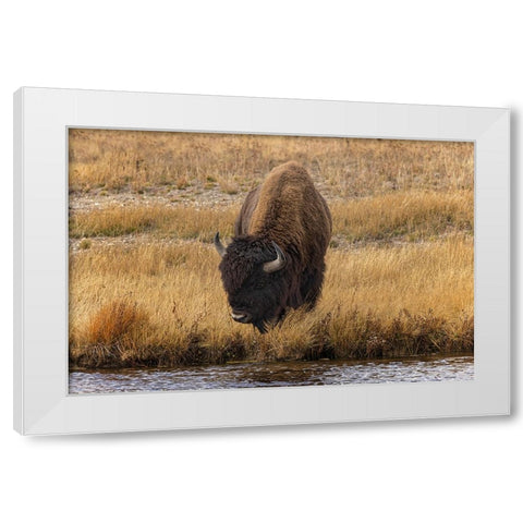 American Bison Yellowstone National Park-Wyoming White Modern Wood Framed Art Print by Jones, Adam