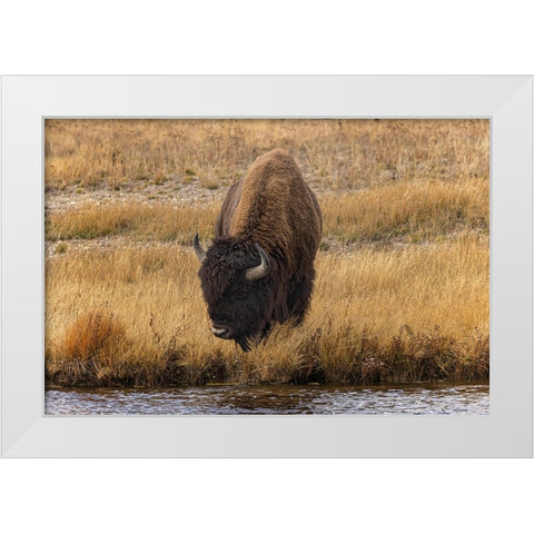 American Bison Yellowstone National Park-Wyoming White Modern Wood Framed Art Print by Jones, Adam