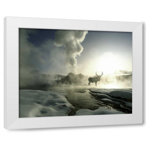 WY, Yellowstone, Castle Geyser Silhouette of elk White Modern Wood Framed Art Print by Zuckerman, Jim