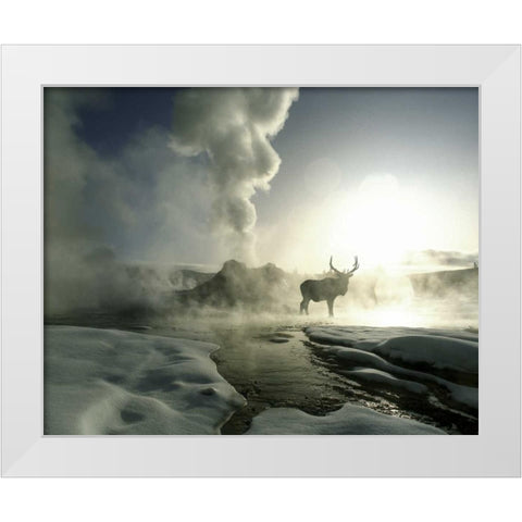 WY, Yellowstone, Castle Geyser Silhouette of elk White Modern Wood Framed Art Print by Zuckerman, Jim