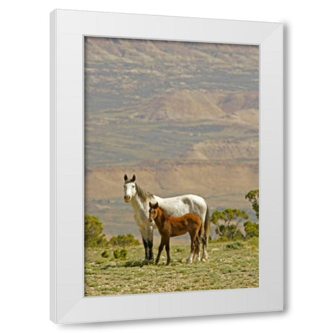 Wyoming, Carbon County Wild horse mare and colt White Modern Wood Framed Art Print by Illg, Cathy and Gordon
