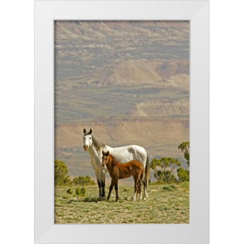 Wyoming, Carbon County Wild horse mare and colt White Modern Wood Framed Art Print by Illg, Cathy and Gordon