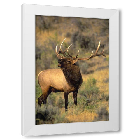 WY, Yellowstone Elk bugling during mating season White Modern Wood Framed Art Print by Welling, Dave