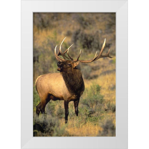 WY, Yellowstone Elk bugling during mating season White Modern Wood Framed Art Print by Welling, Dave