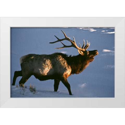 Wyoming, Yellowstone NP Bugling elk in winter White Modern Wood Framed Art Print by Kaveney, Wendy