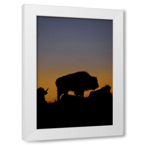 WY, Yellowstone Bson silhouetted at sunset White Modern Wood Framed Art Print by Grall, Don