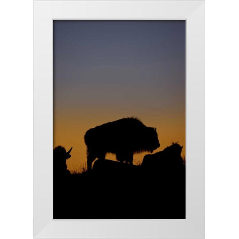 WY, Yellowstone Bson silhouetted at sunset White Modern Wood Framed Art Print by Grall, Don