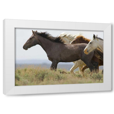 USA, Wyoming, Carbon County Wild horses running White Modern Wood Framed Art Print by Illg, Cathy and Gordon