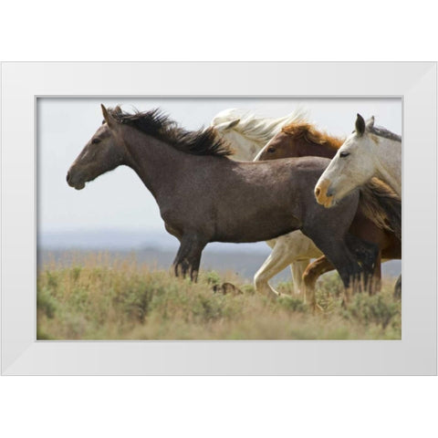 USA, Wyoming, Carbon County Wild horses running White Modern Wood Framed Art Print by Illg, Cathy and Gordon