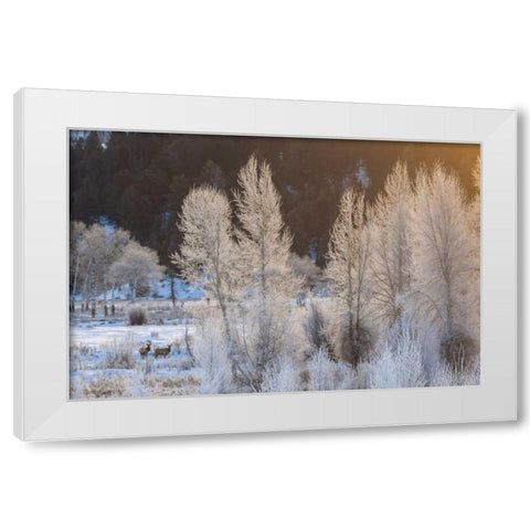 Wyoming, Grand Teton NP Frosted trees and elk White Modern Wood Framed Art Print by Illg, Cathy and Gordon