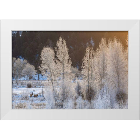 Wyoming, Grand Teton NP Frosted trees and elk White Modern Wood Framed Art Print by Illg, Cathy and Gordon