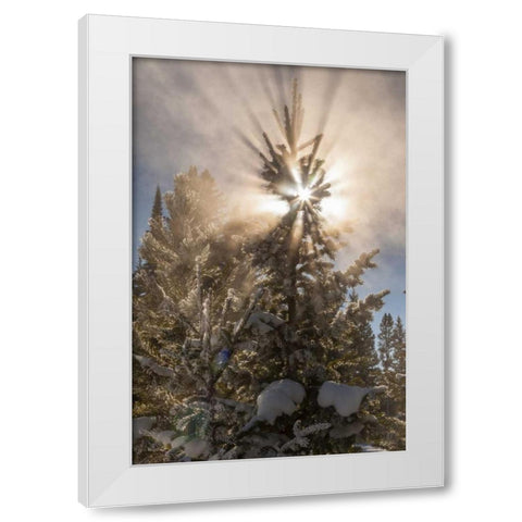 WY, Yellowstone Sunburst through tree in winter White Modern Wood Framed Art Print by Illg, Cathy and Gordon
