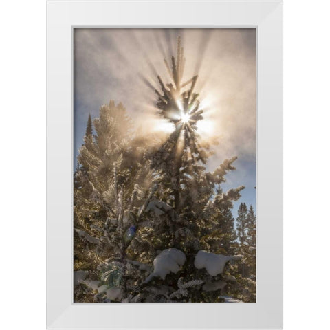 WY, Yellowstone Sunburst through tree in winter White Modern Wood Framed Art Print by Illg, Cathy and Gordon