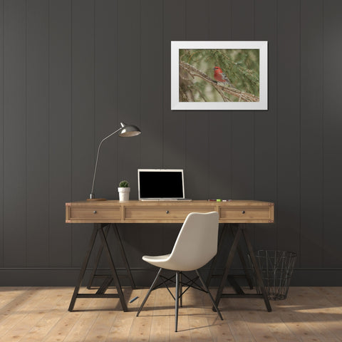 Wyoming, Yellowstone Pine grosbeak bird in tree White Modern Wood Framed Art Print by Illg, Cathy and Gordon