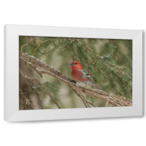 Wyoming, Yellowstone Pine grosbeak bird in tree White Modern Wood Framed Art Print by Illg, Cathy and Gordon