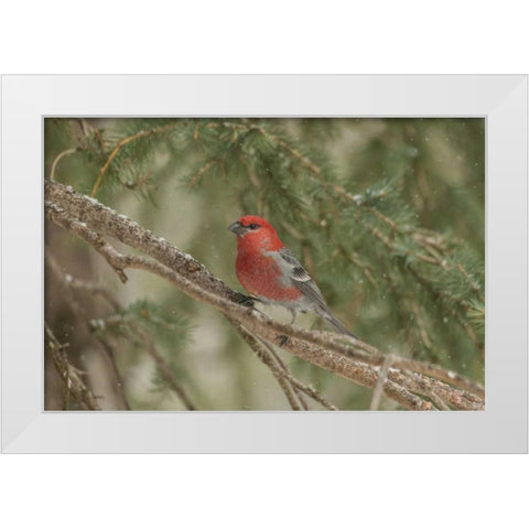 Wyoming, Yellowstone Pine grosbeak bird in tree White Modern Wood Framed Art Print by Illg, Cathy and Gordon